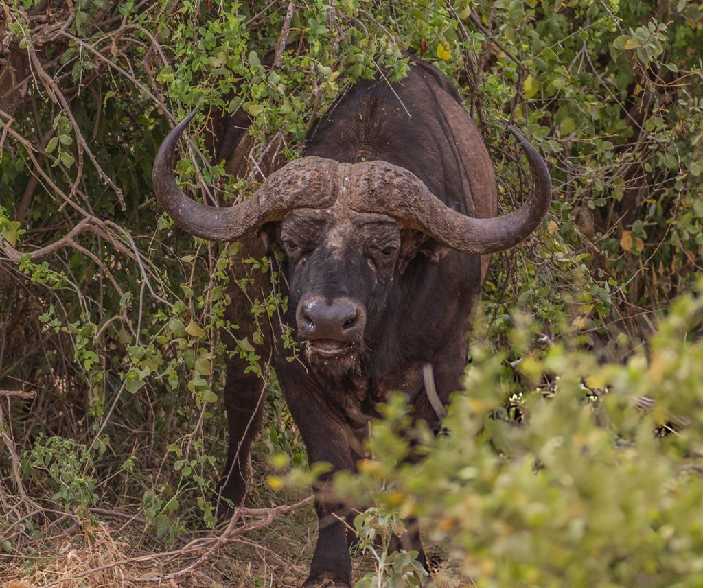 do african buffalo vote