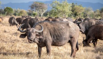 do african buffalo vote