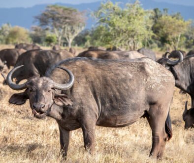 do african buffalo vote