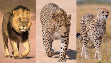 big cats niche partitioning