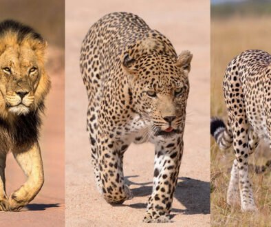 big cats niche partitioning