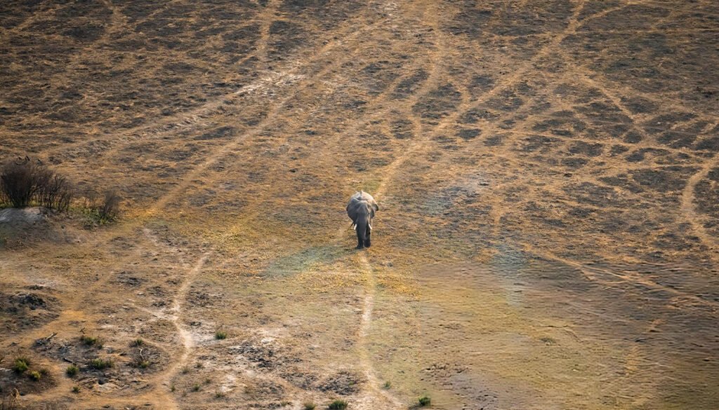 how do elephants communicate