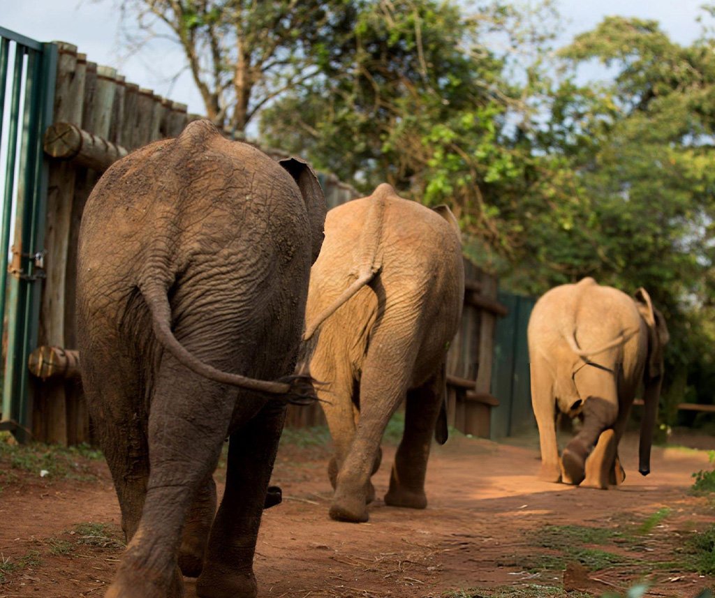 how do elephants communicate