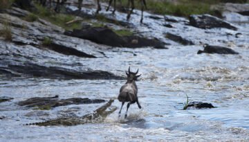 mara river crocodile attacks