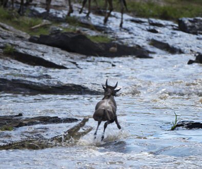 mara river crocodile attacks