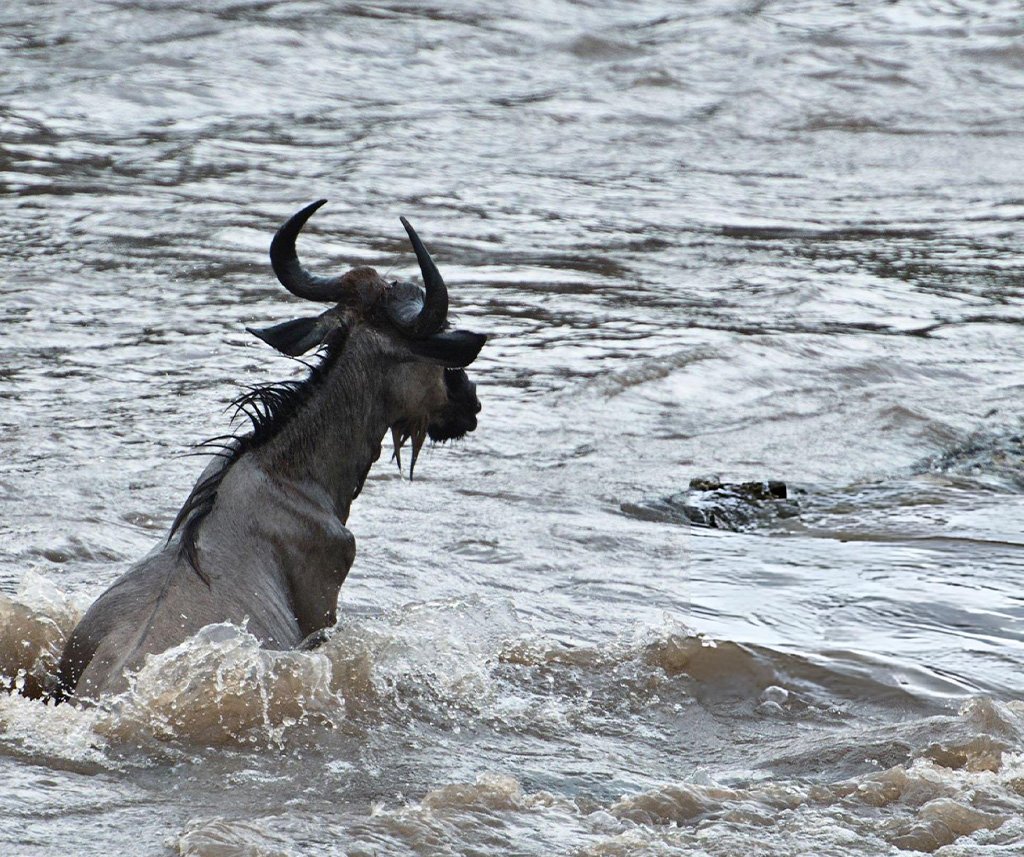 mara river crocodile attacks