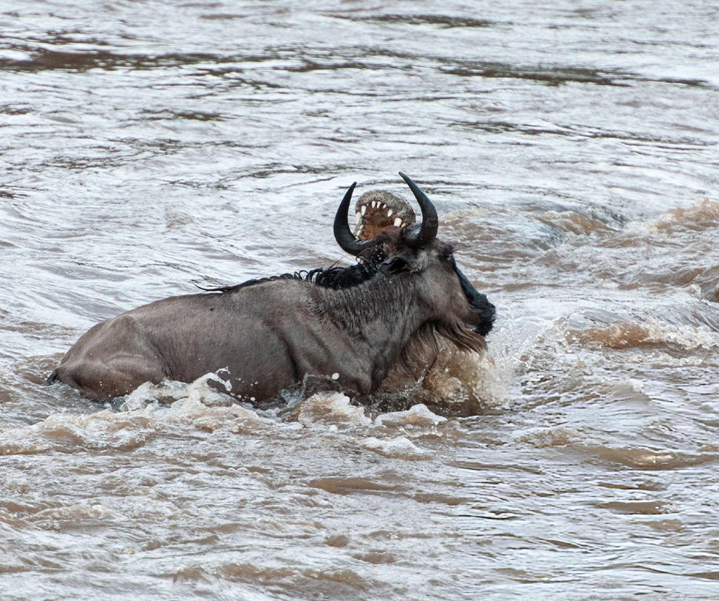 mara river crocodile attacks
