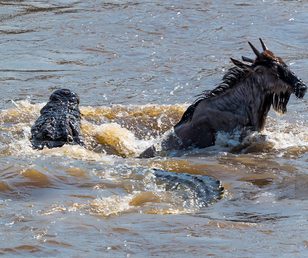 mara river crocodile attacks