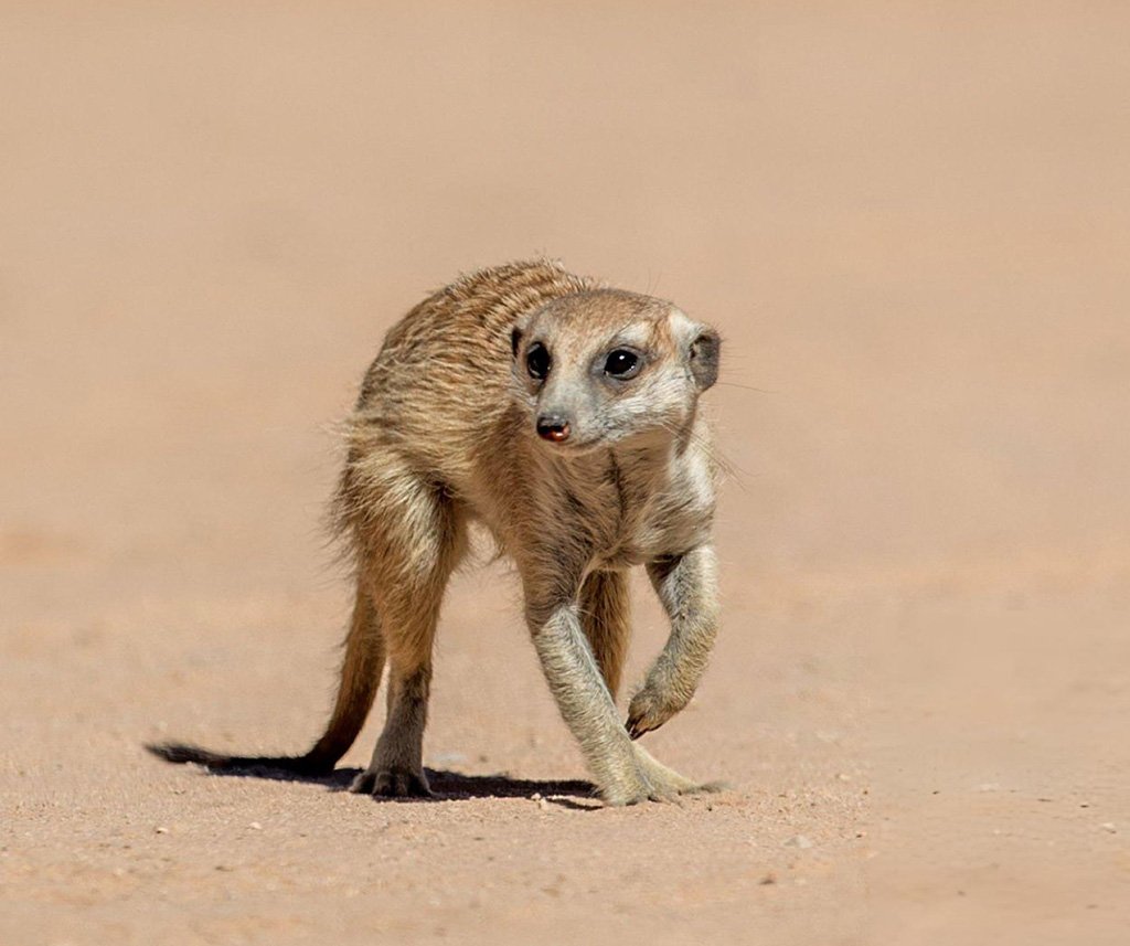 animals immune to snake venom