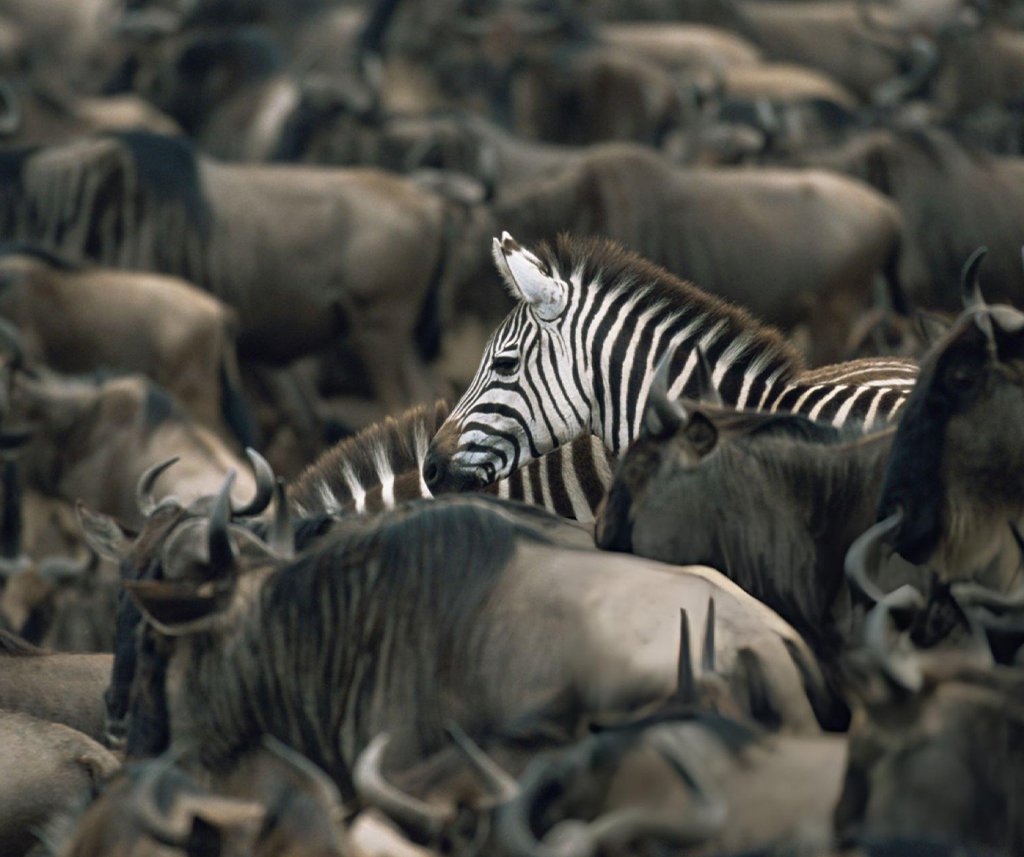 Is Kenya safe for safari