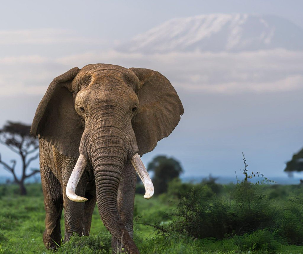 Is Kenya safe for safari