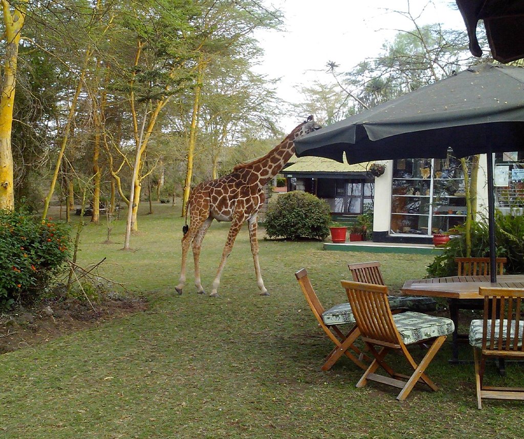 best eco lodges in Kenya