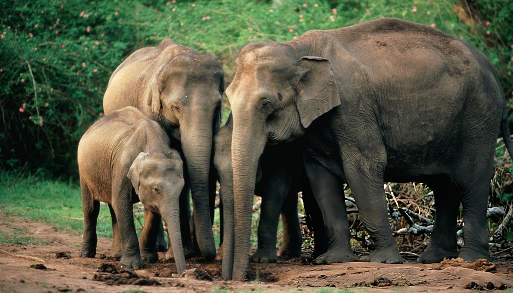 why are elephants evolving without tusks