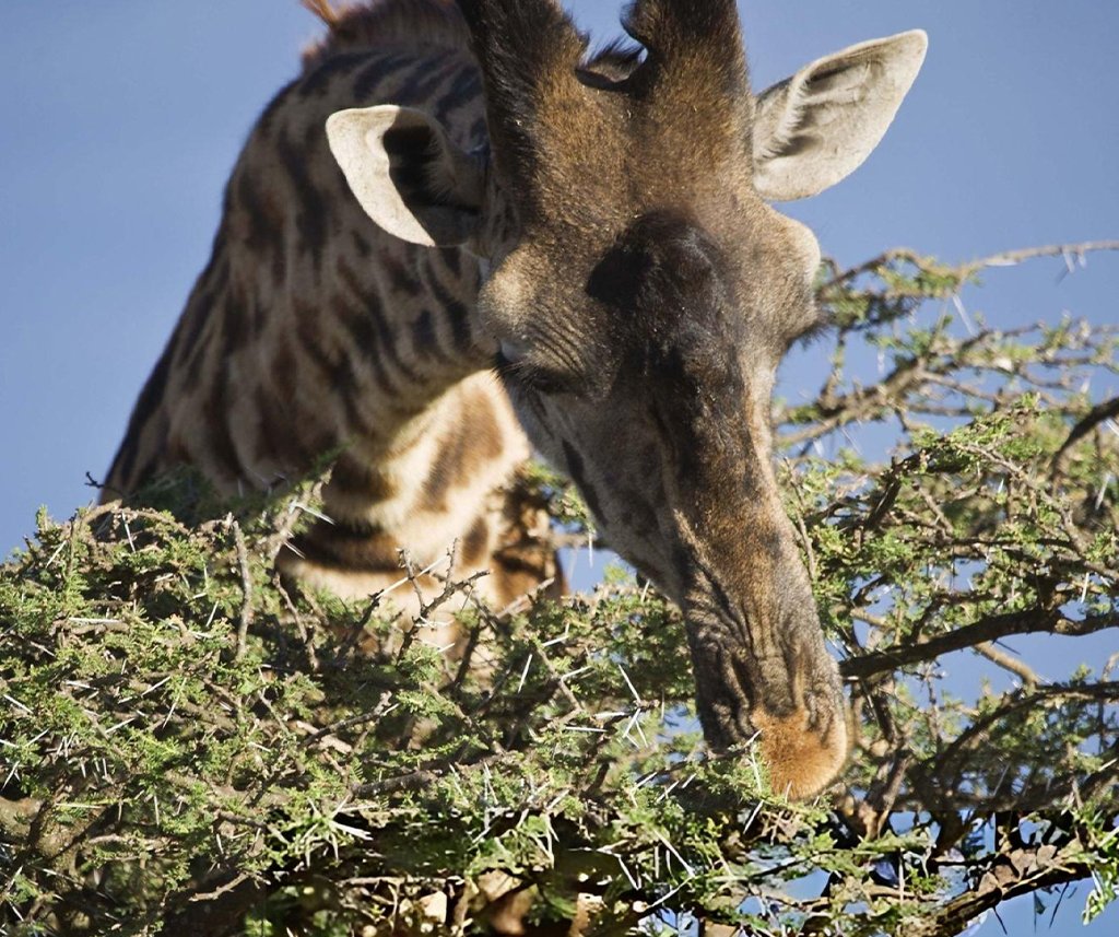 giraffes eat acacia trees