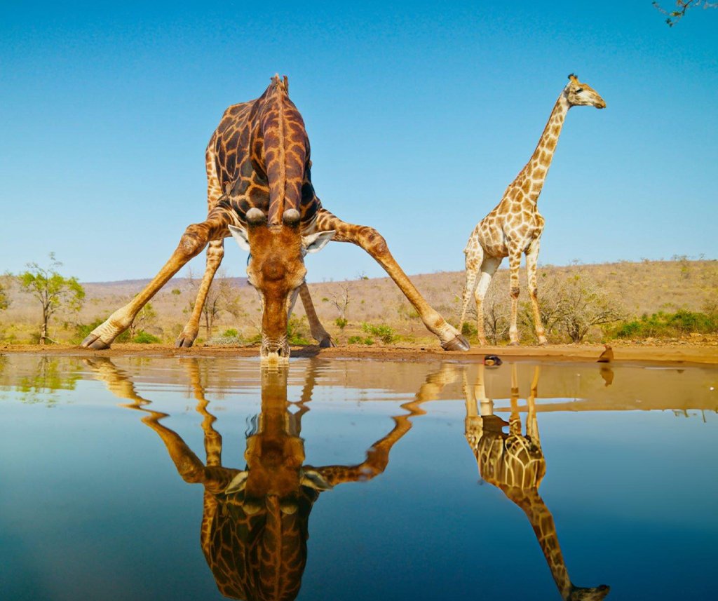 Wild animals drink dirty water