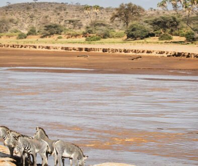 Samburu Special Five