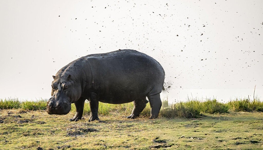 Hippos spray poop