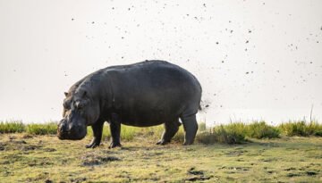 Hippos spray poop