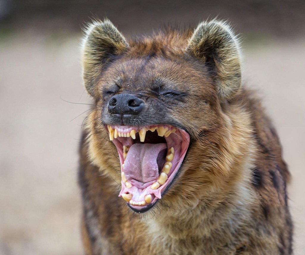 hyena's bite force