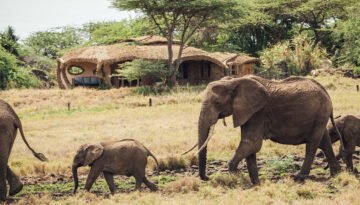 best luxury safari lodges in Lewa Wildlife Conservancy