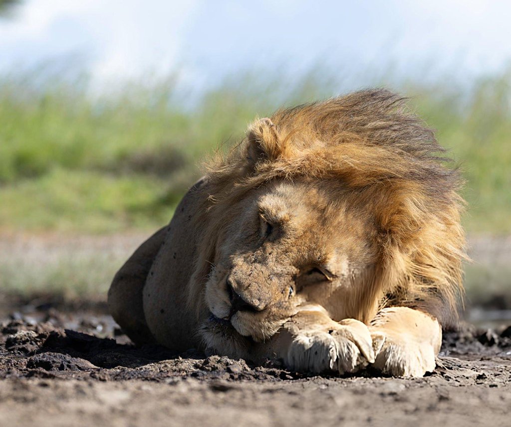 how many hours do lions sleep a day