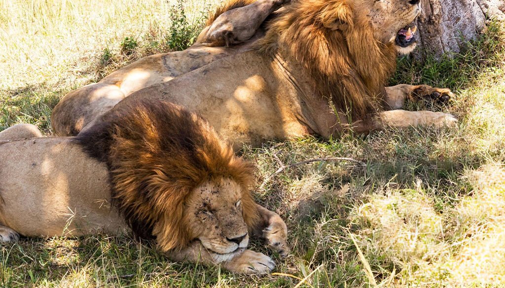 how many hours do lions sleep a day