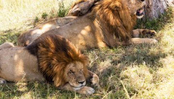 how many hours do lions sleep a day