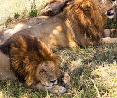 how many hours do lions sleep a day