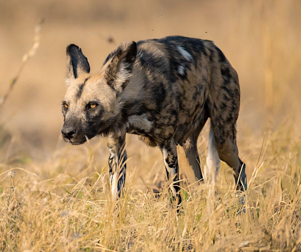 african wild dog hunting success rate