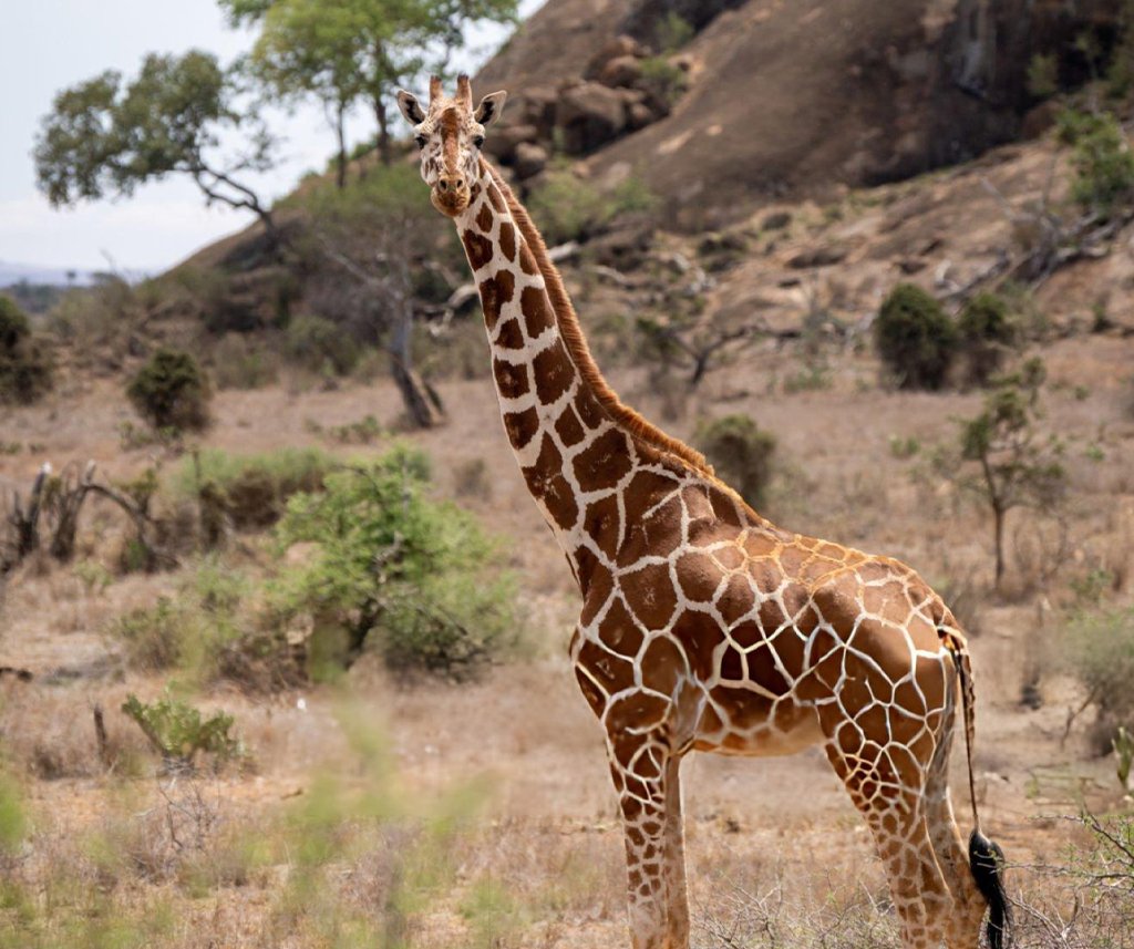 Samburu Special Five