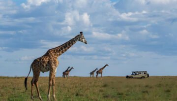 the Masai Mara or the Serengeti