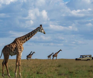 the Masai Mara or the Serengeti