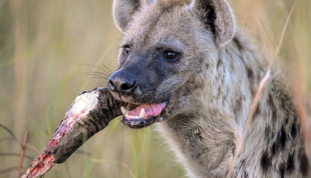 hyena's bite force