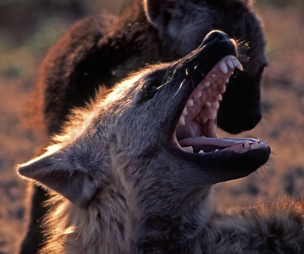 hyena's bite force
