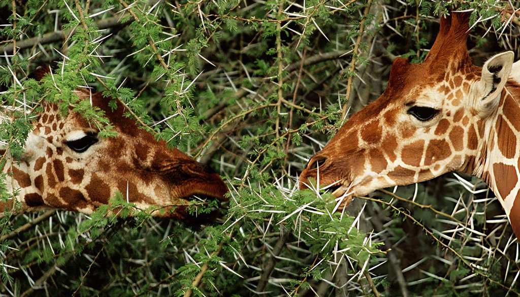 giraffes eat acacia trees