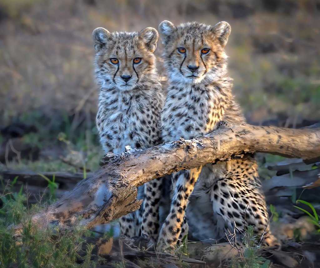 wildlife viewing in March