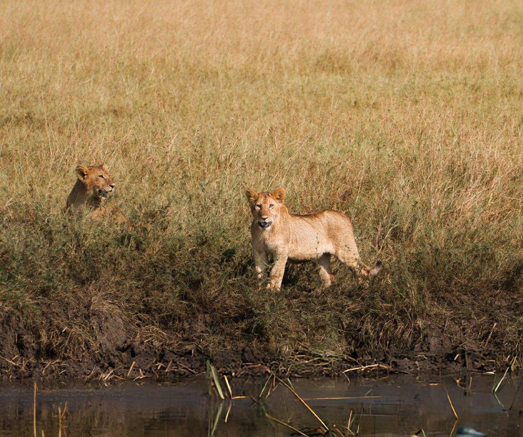 the Masai Mara or the Serengeti