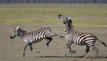 Who kicks harder a horse or a zebra