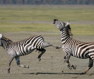 Who kicks harder a horse or a zebra