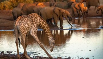 Wild animals drink dirty water