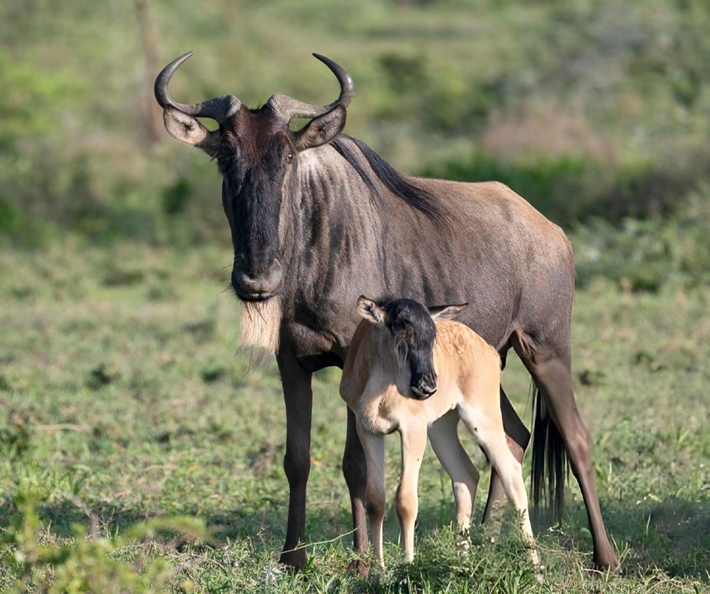 wildlife viewing in March