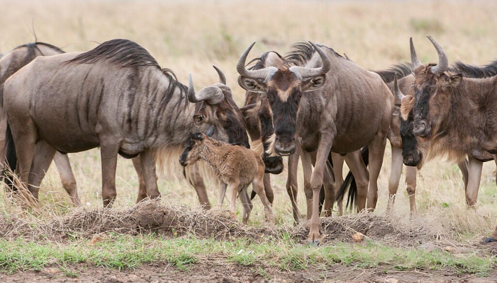 Serengeti Calving Season