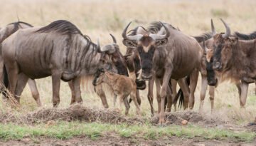 Serengeti Calving Season