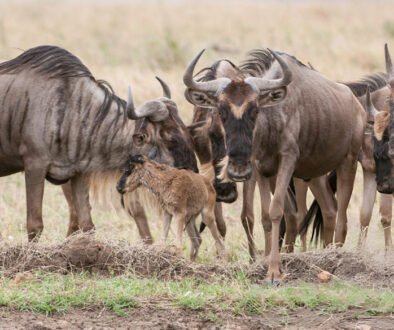 Serengeti Calving Season