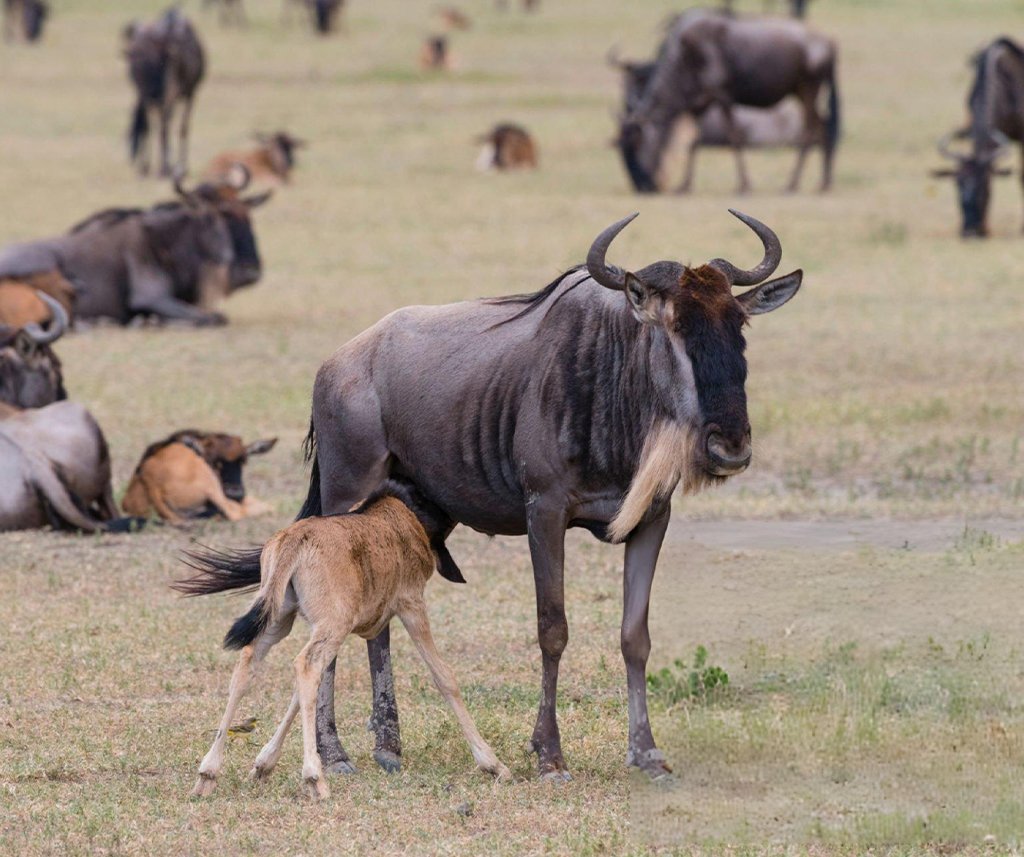 Serengeti Calving Season