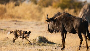 african wild dog hunting success rate