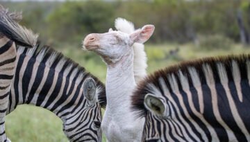 all-white zebra