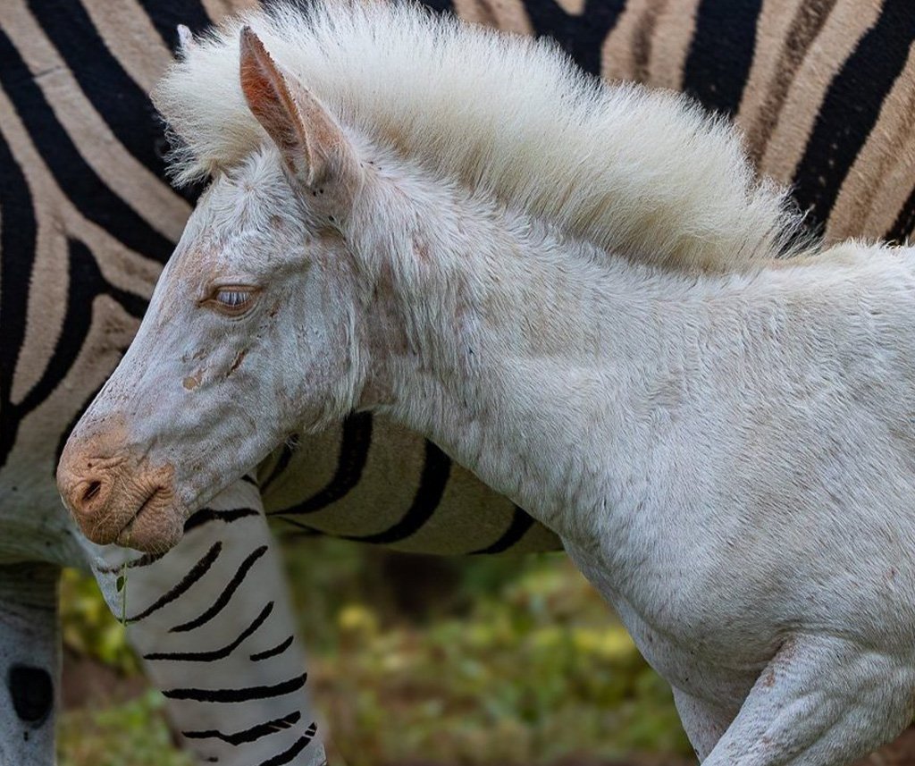 all-white zebra