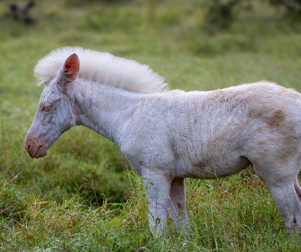 all-white zebra