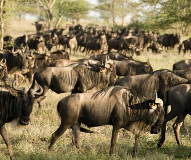 wildlife viewing in March